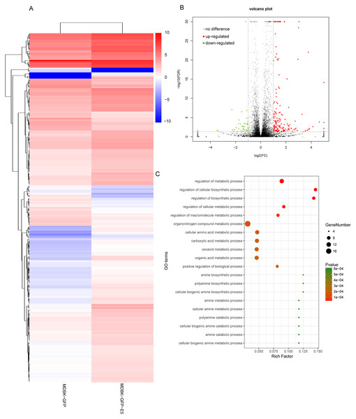 Analysis of differentially expressed genes in MDBK-GFP-E5 cells compared with MDBK-GFP cells.