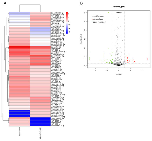 Analysis of differentially expressed miRNAs in MDBK-GFP-E5 cells compared with MDBK-GFP cells.