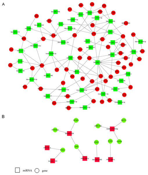 miRNA-gene regulatory networks based on upregulated miRNAs and downregulated genes or downregulated miRNAs and upregulated genes.