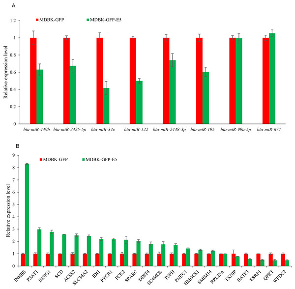 RT-qPCR validation of DE miRNAs and DEGs.