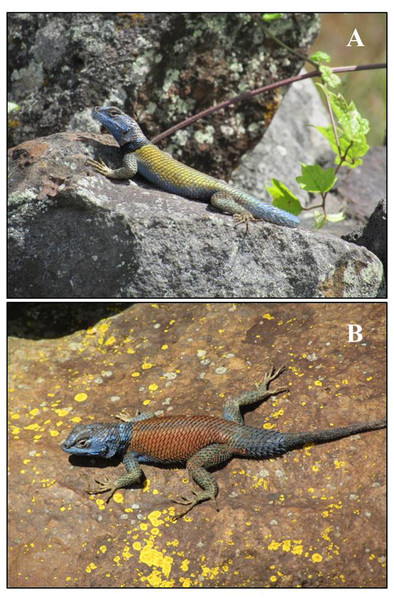 Representative examples of variation in dorsal color pattern in male S. minor from El Enzuelado, Hidalgo, México.