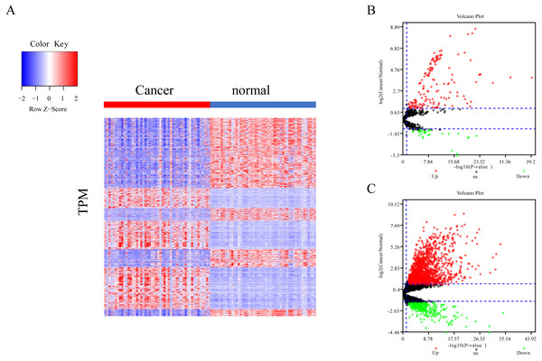 Different expression of mRNA, miRNA and lncRNA levels between tumor and normal samples.