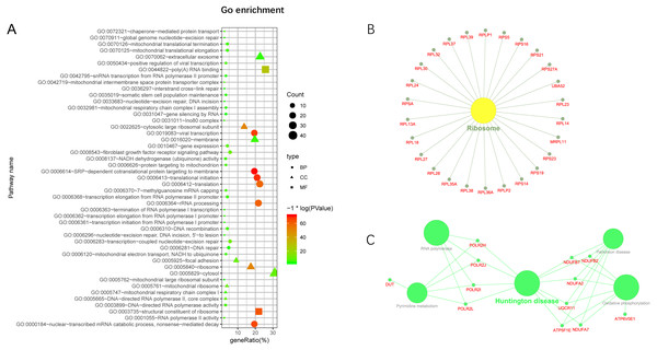 GO and KEGG pathway enrichment analysis of target gene.