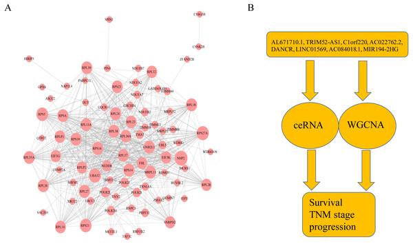 The protein–protein interactions of RNA and conclusion summary.