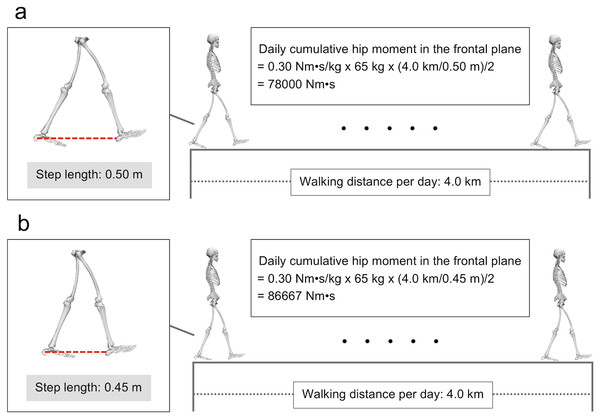 Effect of step length on daily cumulative hip moment in the frontal plane.