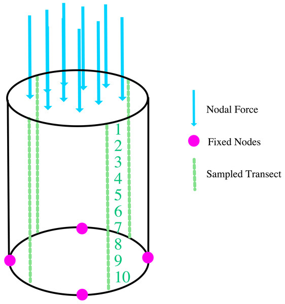 Locations of boundary conditions on the cylinder models (fixed nodes; force and sample transect).