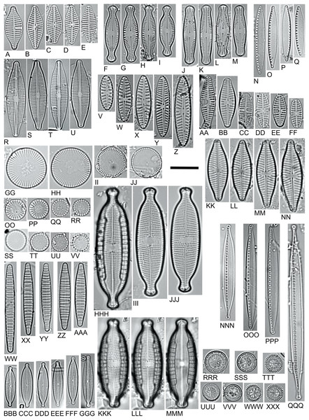 LM microphotographs of characteristic diatom species.