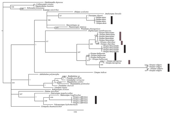 Molecular phylogeny of COI-gene sequences (420 bp) of species of the genus Octopus from the northeastern Pacific.