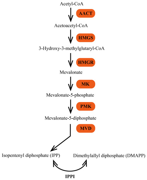 The MVA pathway of biosynthesis of terpene precursors IPP and DMAPP.