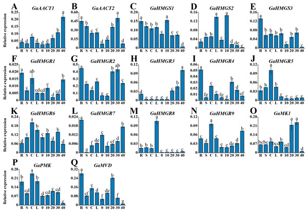 Expression profiles of the MVA pathway genes in various G. arboreum tissues.