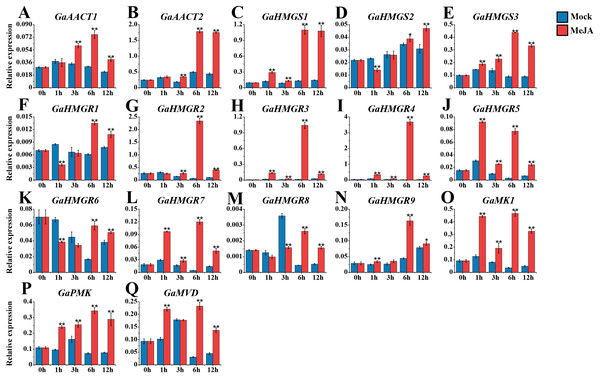 Expression analysis of the MVA pathway genes in response to MeJA.