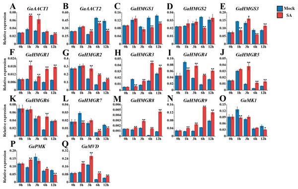 Expression analysis of the MVA pathway genes in response to SA.