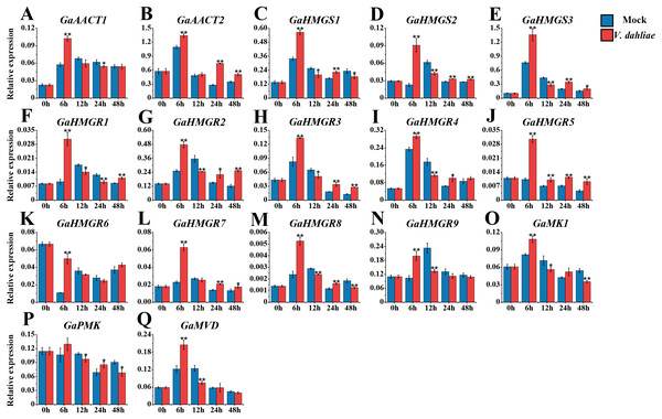 Expression analysis of the MVA pathway genes in response to V. dahliae infection.