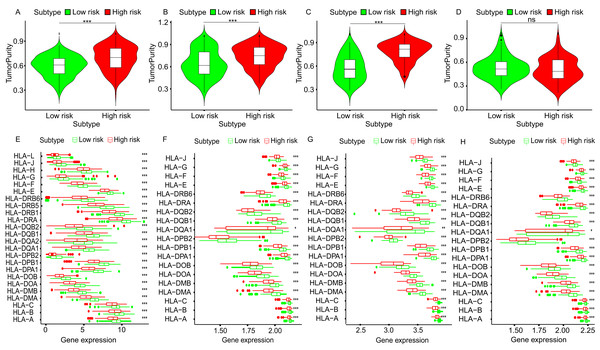 The tumor purity and HLA genes expression profiles of low- and high-risk groups in four datasets.