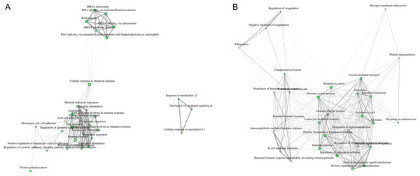 Visualization of overlapping relationships among enriched gene-sets revealed (A) two major networks as shown by network view for enriched GO molecular component terms in control PBL after MAP infection and (B) in ID PBL after MAP infection.