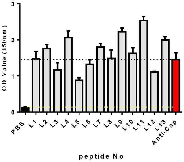 The affinity of each peptide binding with the PCV2 Cap protein was analyzed via ELISA.