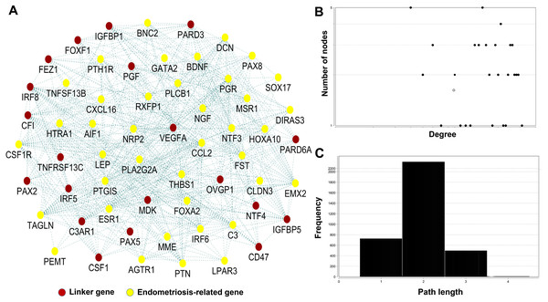 Network analysis of 39 genes common in endometriosis-related genes and two sets of GEO dataset.