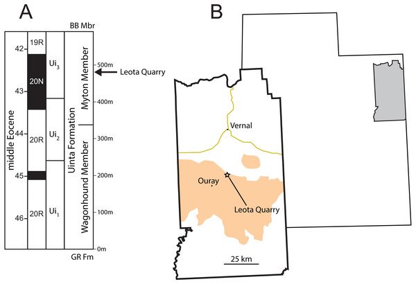 Stratigraphic and geographic position of Leota Quarry.