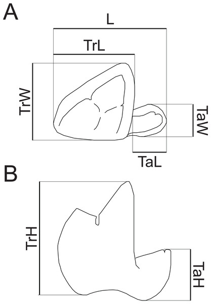 Measurements of hyaenodont lower molars.