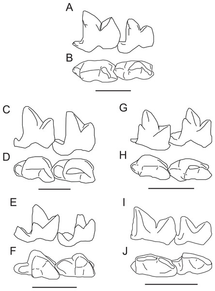 Comparison of M2−3 of Propterodon witteri sp. nov. with other middle Eocene hypercarnivorous hyaenodonts.
