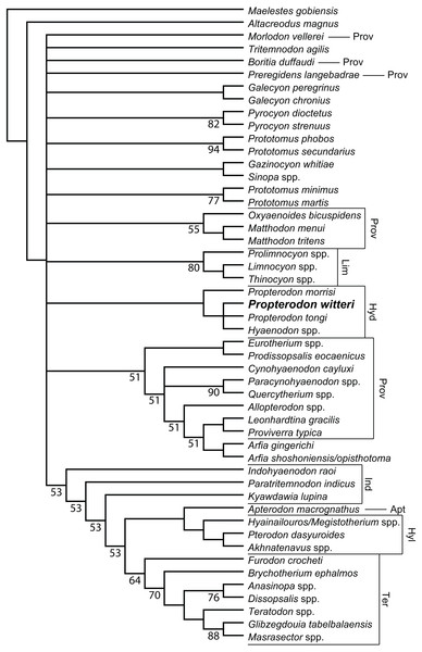 Phylogenetic position of Propterodon witteri sp. nov.