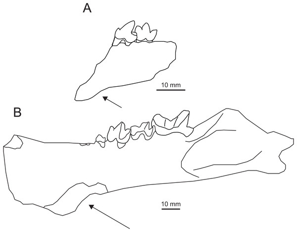 Comparison of Apataelurus pishigouensis comb. nov. with A. kayi.