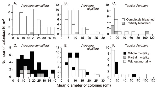 Initial colony size (mean diameter in April 2016), and bleaching and mortality status of Acropora species or species groups that appeared in high density (n > 17).