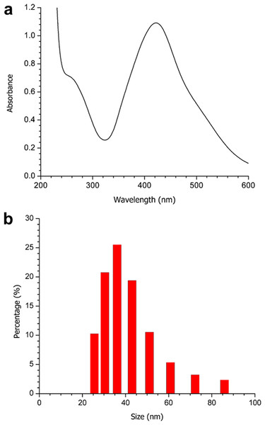 (A) UV-Vis spectrum, and (B) DLS analysis of the obtained AgNP-MS.