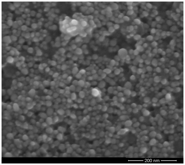 FE-SEM micrograph of the AgNP-MS dispersion.