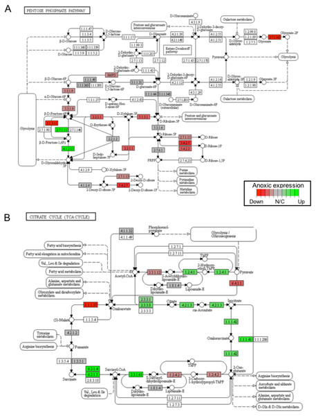 A visual presentation of anoxia-regulated DNA damage signaling and repair KEGG pathways.