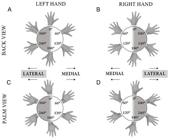 Illustration of hand stimuli used in the hand laterality judgement task.