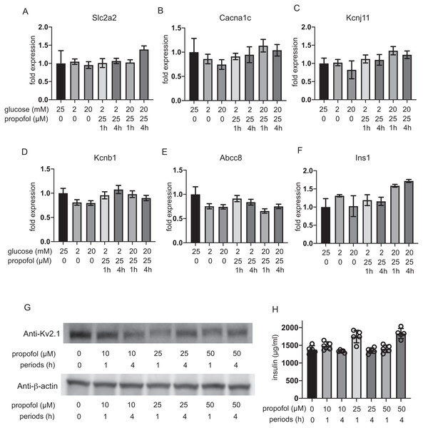 Impact of propofol and glucose concentration on the expression of glucose transporter 2, ion channels, and insulin.