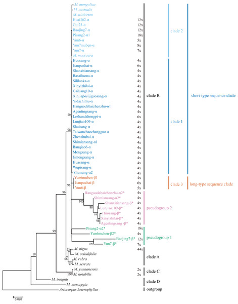 Maximum-Likelihood phylogenetic tree based on ITS sequences of 33 mulberry accessions.