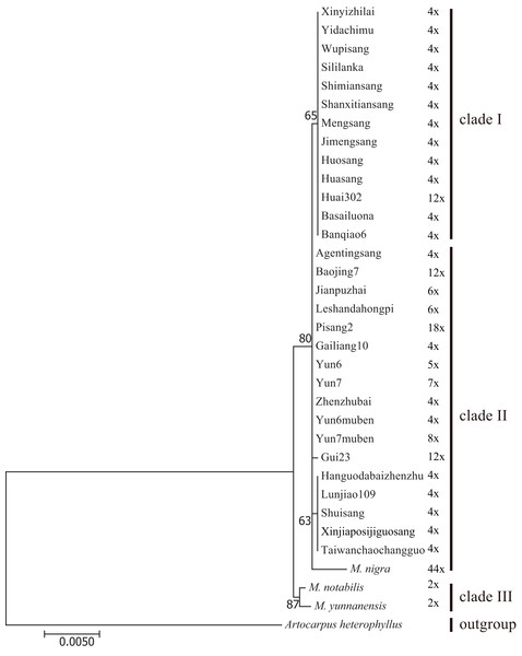 Maximum-likelihood phylogenetic tree based on trnL-trnF and trnT-trnL regions of 33 mulberry accessions.
