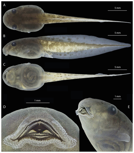 Preserved tadpole of Osteocephalus vilarsi at developmental Gosner stage 36 (INPA-H 40471).