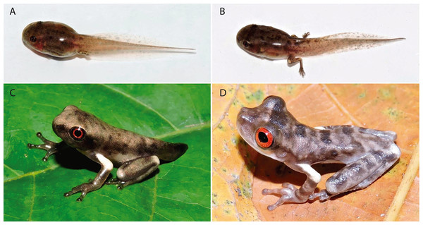 Ontogenetic colouration changes of tadpoles and metamorphs of Osteocephalus vilarsi.