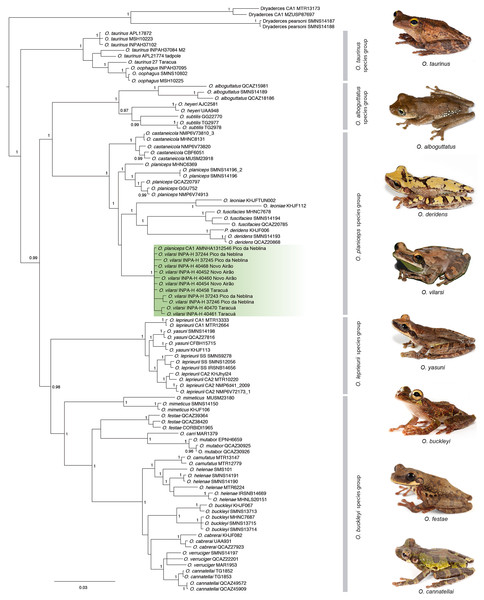 Phylogeny of the genus Osteocephalus based on five mitochondrial markers (12S, 16S, COI, CYTB, ND1; 4382 bp).