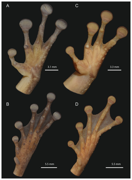 Detailed ventral views of the left hand and foot of Osteocephalus vilarsi.