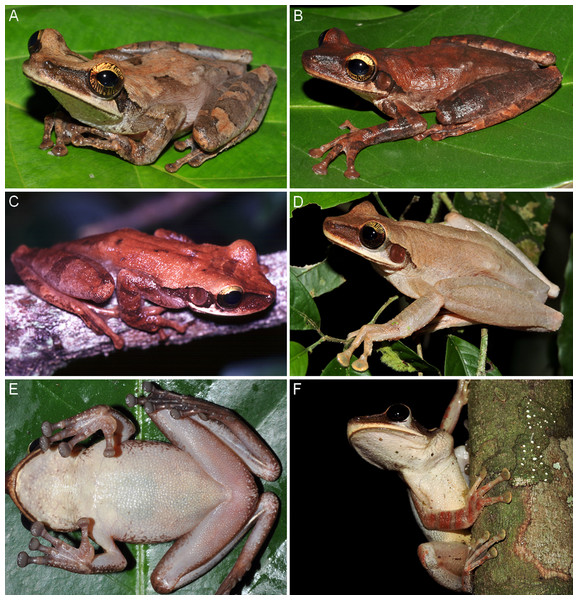 Colouration in life of females of Osteocephalus vilarsi.