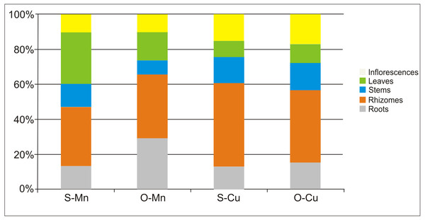 Average percentage contribution of different morphological parts of S. canadensis calculated per 1 ramet in the accumulation of Mn and Cu in Siedlce and Olkusz.