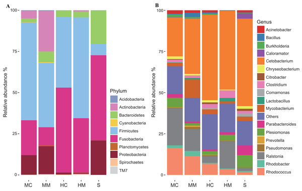 Gut microbial compositions at the phylum level and genus level (n = 4).