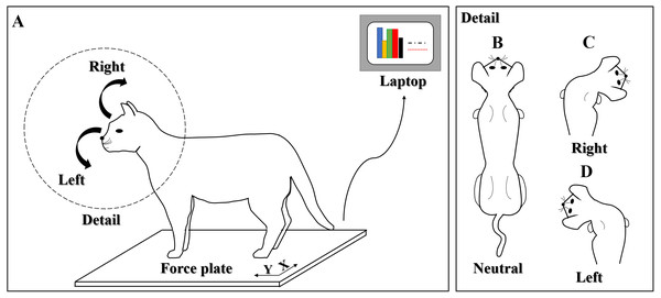 A schematic view of voluntary head movements in standing cats.