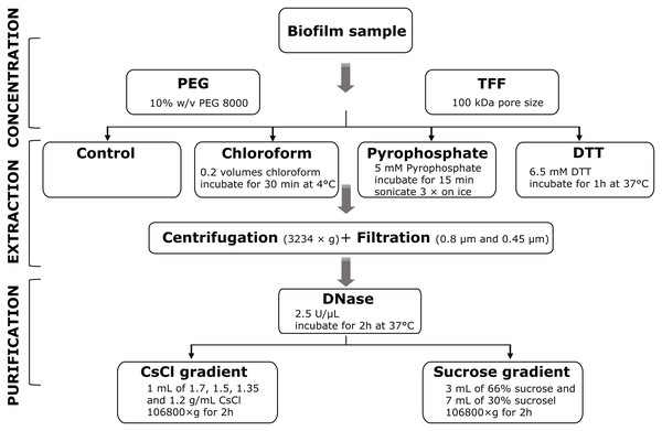 Overview of methods for the extraction and purification of viruses from stream biofilms.