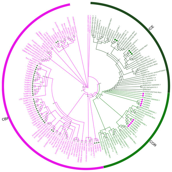 Phylogenetic trees established for ICE, CBF and COR gene families in monocots.