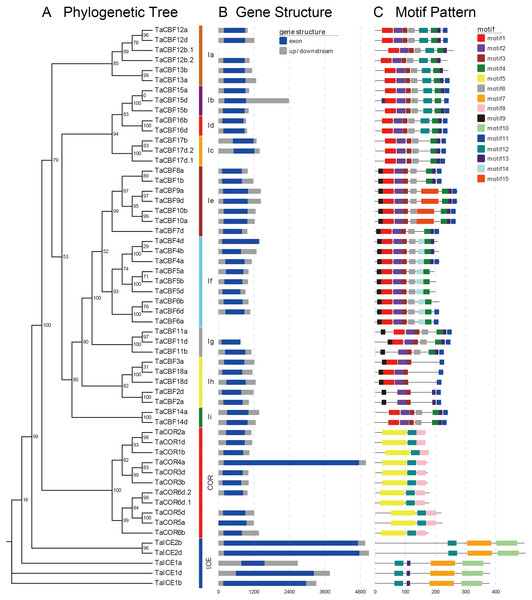 Phylogenetic relationships, gene structure and architecture of conserved protein motifs in the ICE, CBF and COR genes of wheat.