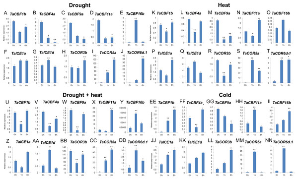 Expression levels of 2 ICE, 5 CBF and 3 COR genes in wheat under drought (A–J), heat (K–T), drought + heat (U-DD), and cold (EE-NN) stresses validated by qRT-PCR.