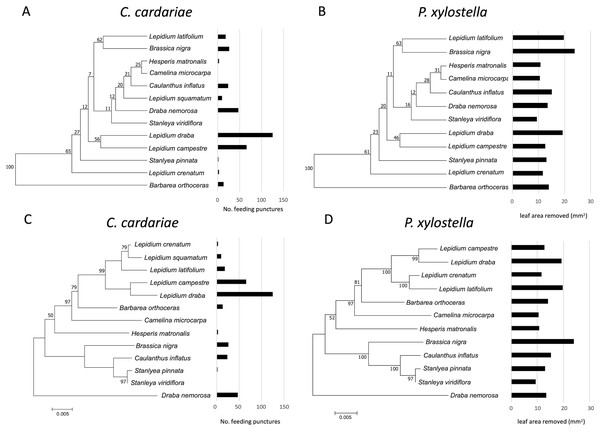 Mean number of feeding punctures by C. cardariae and leaf area removed by P. xylostella in bioassays mapped onto dendrograms based on the similarity in GS concentrations and phylograms based on genetic similarity among the test.