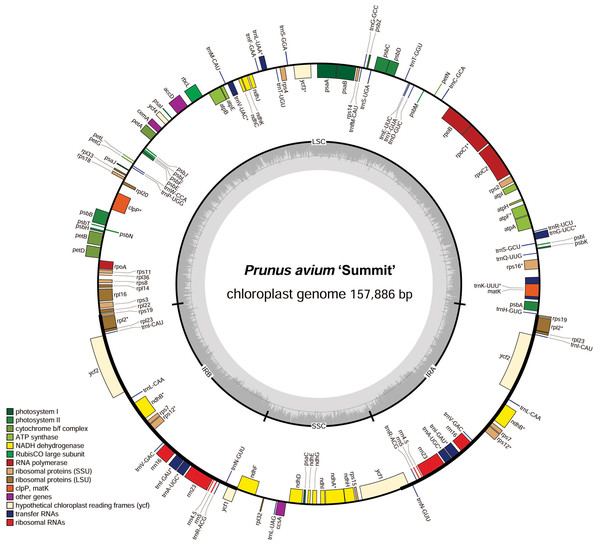 Chloroplast genome map of P. avium ‘Summit’.