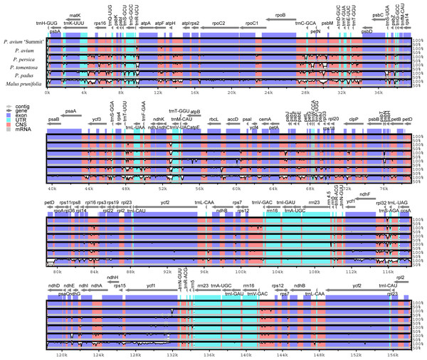Visualization of genome alignment of the chloroplast genomes of five Prunus species and M. prunifolia using  P. avium ‘Summit’ as reference.