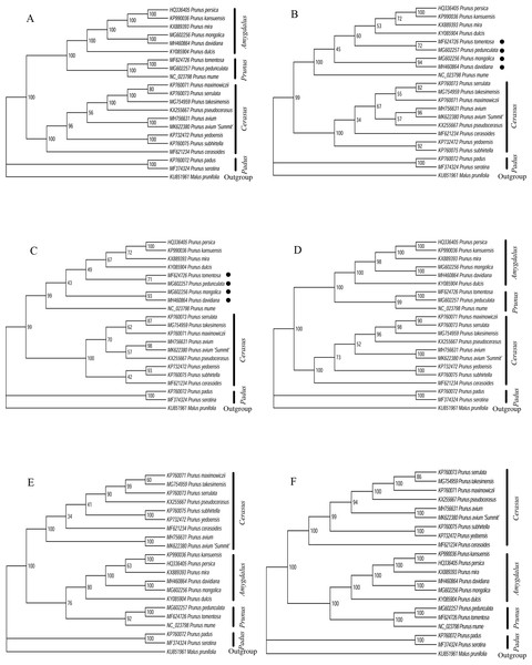 Phylogenetic relationships of 20 Prunus species using Maximum likelihood (ML) analysis by six cp genome partition datasets.